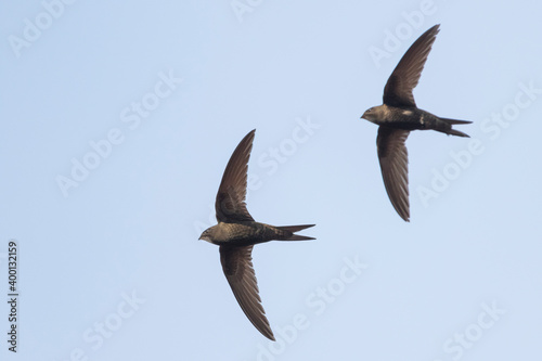 Obraz na płótnie Common Swift - Mauersegler - Apus apus ssp. apus, Germany (Baden-Württemberg), adult w salonie