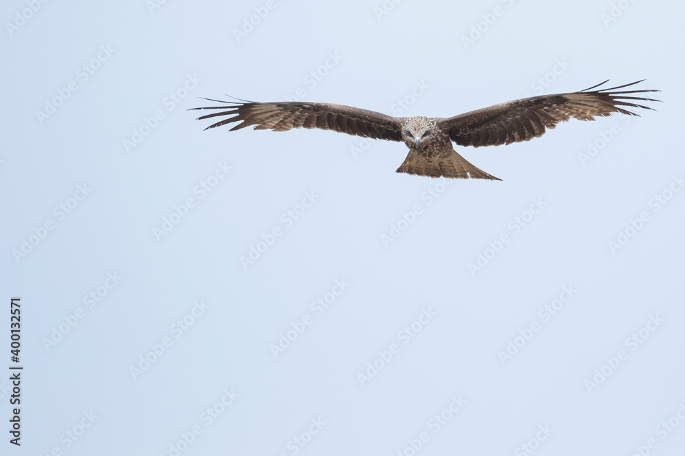 Fototapeta premium (Eastern) Black Kite - Schwarzmilan - Milvus migrans ssp. lineatus, Russia (Baikal), 2nd cy.