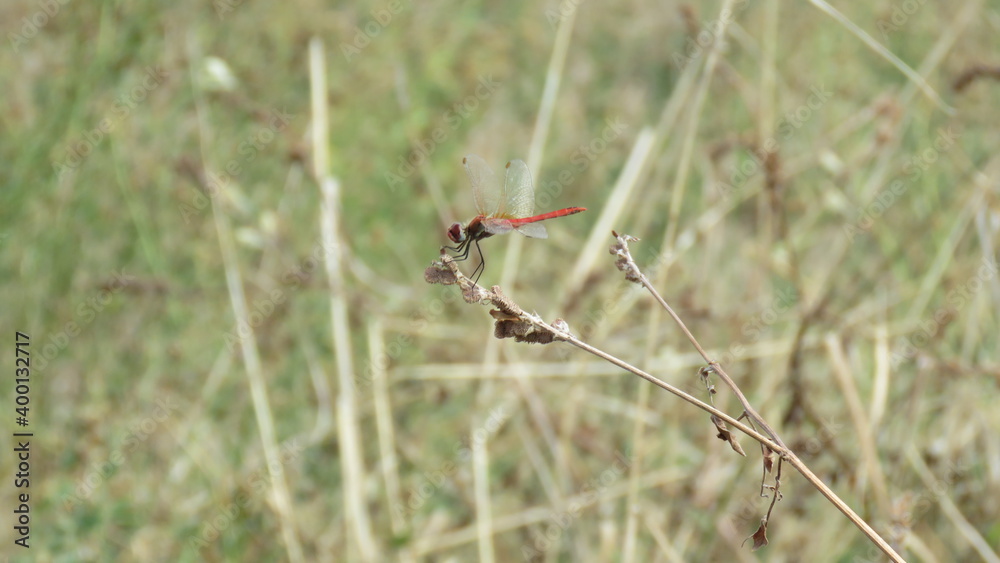 Libellula