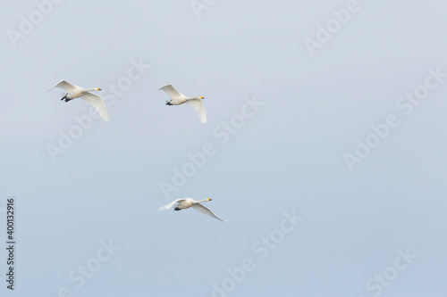 Whooper Swan - Singschwan - Cygnus cygnus, Germany (Brandenburg), adult © AGAMI