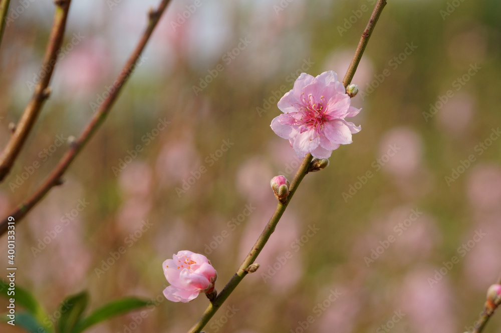Close up of light pink peach blossom branch in garden Close up of light pink peach blossom branch in garden