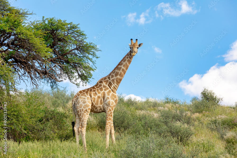 Obraz premium cute Giraffe in Kalahari, green desert after rain season. Kgalagadi Transfrontier Park, South Africa wildlife safari