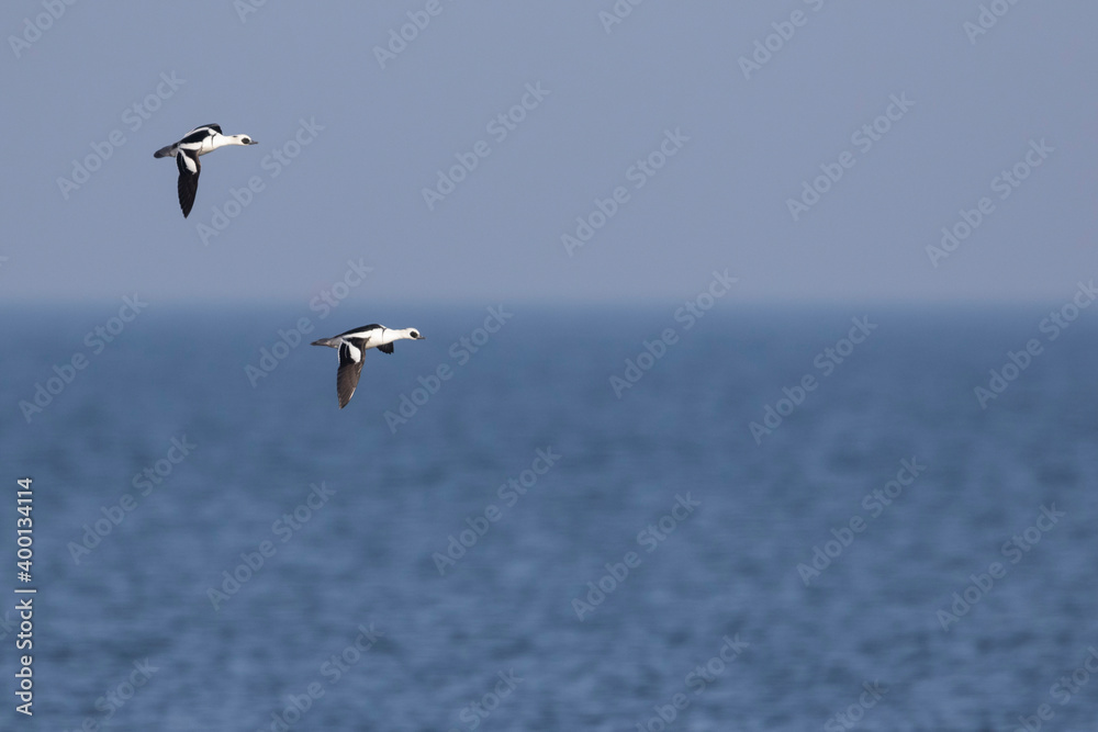 Smew - Zwergsäger - Mergellus albellus, Germany, adult male Smew - Zwergsäger - Mergellus albellus, Germany, adult male