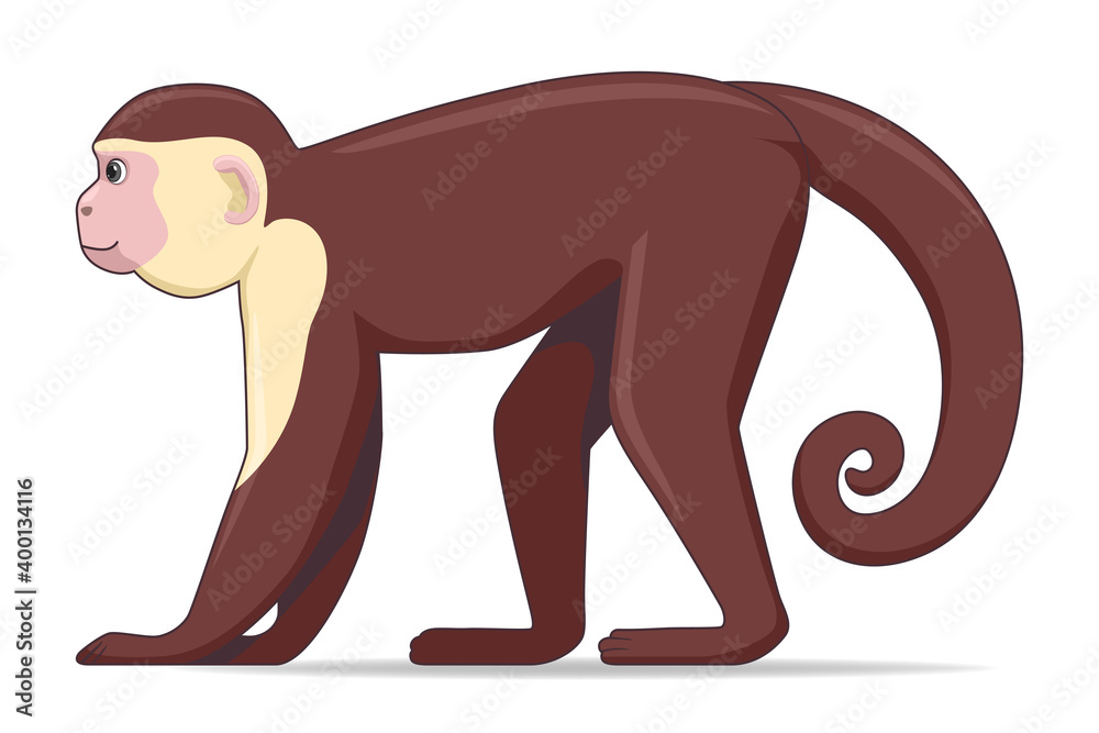 Capucin monkey animal standing on a white background. Cartoon style vector illustration Capucin monkey animal standing on a white background. Cartoon style vector illustration