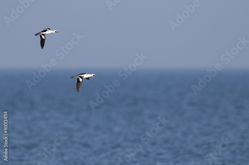 Smew - Zwergsäger - Mergellus albellus, Germany, adult male