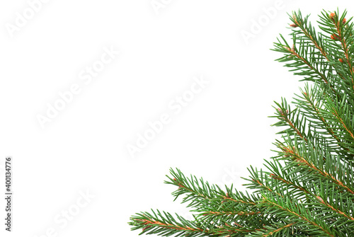 Green fir needle tree branches as corner of frame without decoration isolated on white