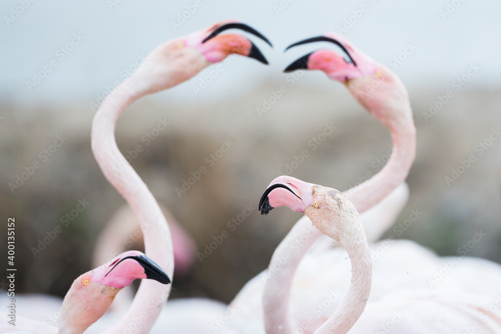 Naklejka premium Greater Flamingo, Phoenicopterus roseus