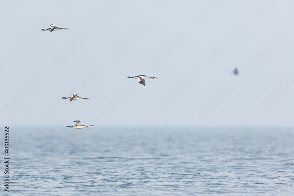 Great Crested Grebe - Haubentaucher - Podiceps cristatus ssp. cristatus, Germany (Mecklenburg-Vorpommern), winter plumage, migrating Great Crested Grebe - Haubentaucher - Podiceps cristatus ssp. cristatus, Germany (Mecklenburg-Vorpommern), winter plumage, migrating