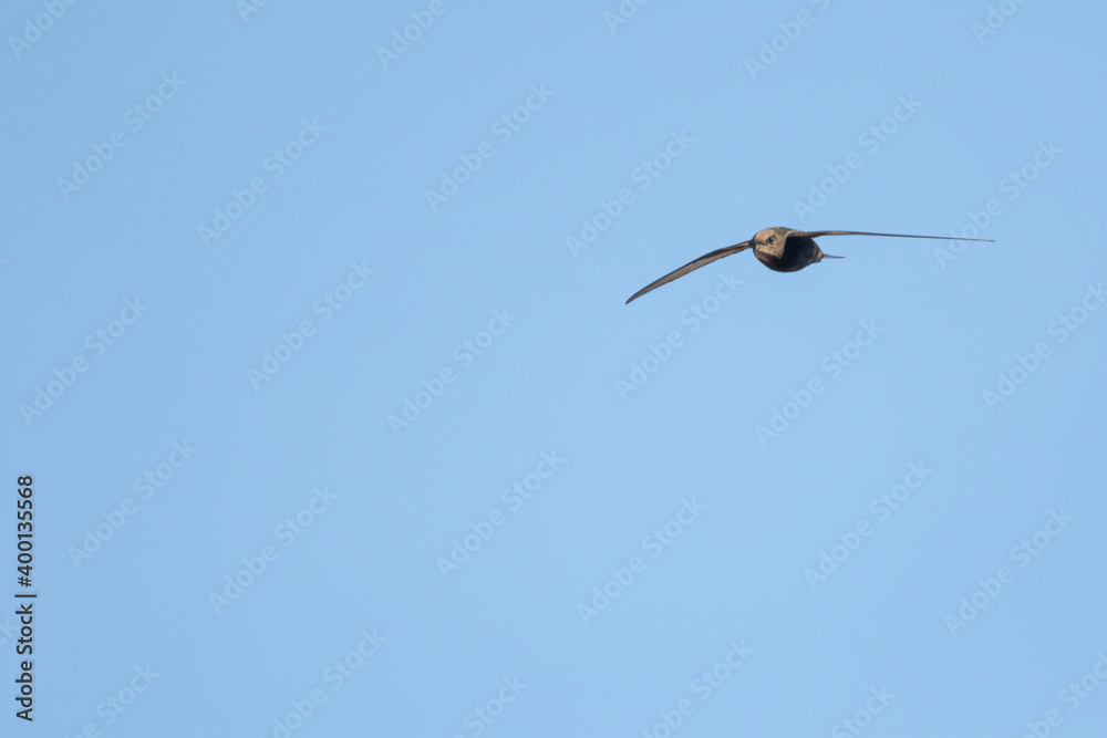 Common Swift - Mauersegler - Apus apus ssp. apus, Germany (Baden-Württemberg), adult Common Swift - Mauersegler - Apus apus ssp. apus, Germany (Baden-Württemberg), adult