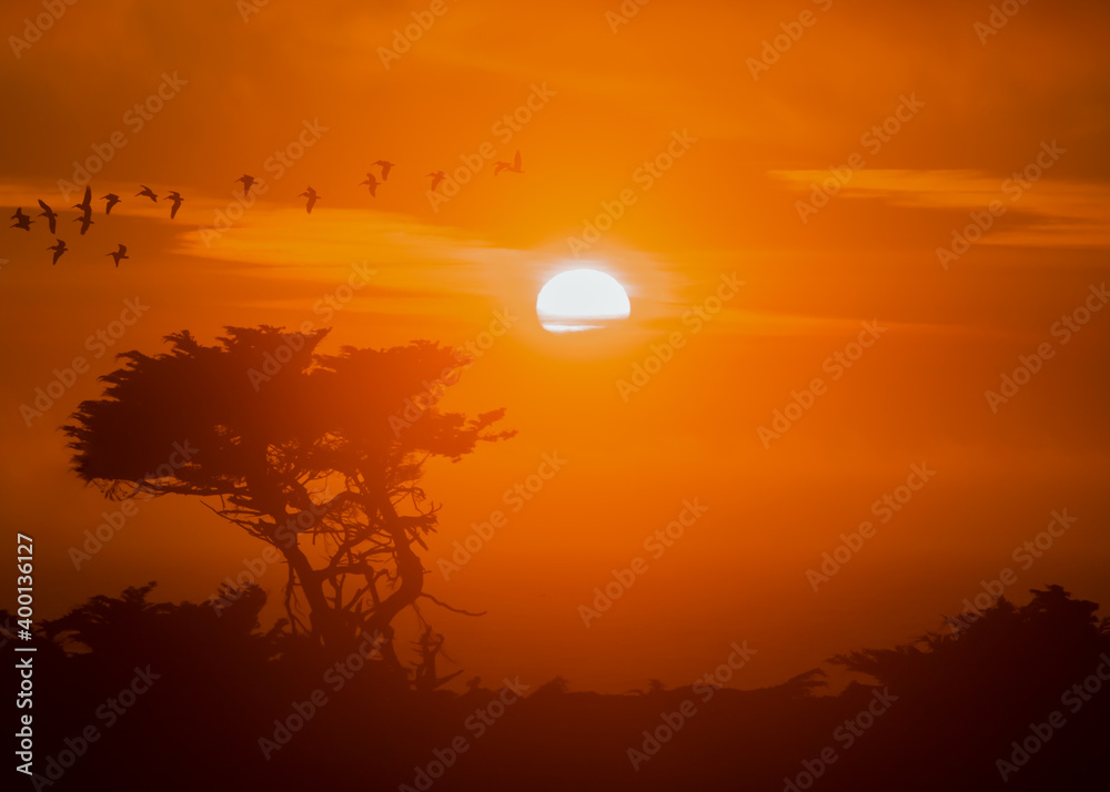 Sunset at the coast with a silhouette of Cypress tree and pelicans Sunset at the coast with a silhouette of Cypress tree and pelicans