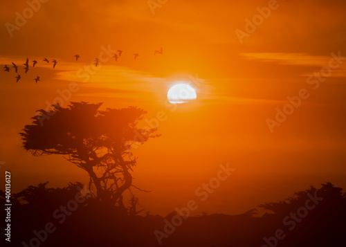 Sunset at the coast with a silhouette of Cypress tree and pelicans