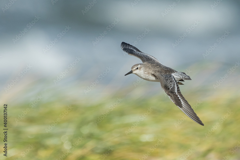 Red Knot - Knutt - Calidris canutus, Germany (Hamburg), adult
