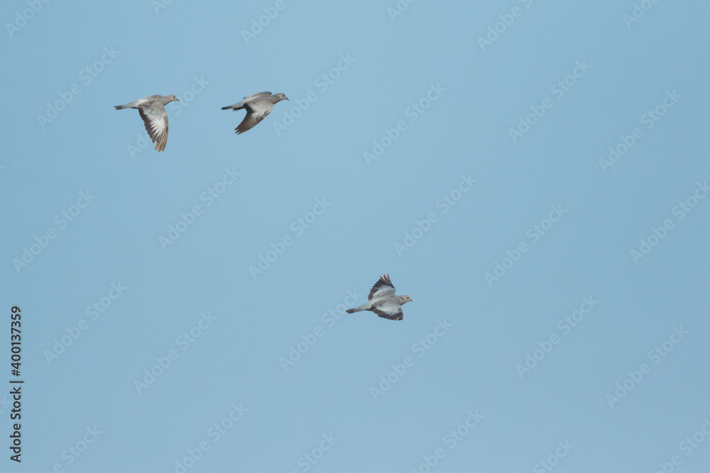 Stock Dove - Hohltaube - Columba oenas ssp. oenas, Romania, adult Stock Dove - Hohltaube - Columba oenas ssp. oenas, Romania, adult