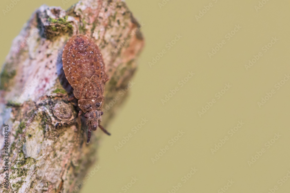 Macro image of an insect in Germany Macro image of an insect in Germany