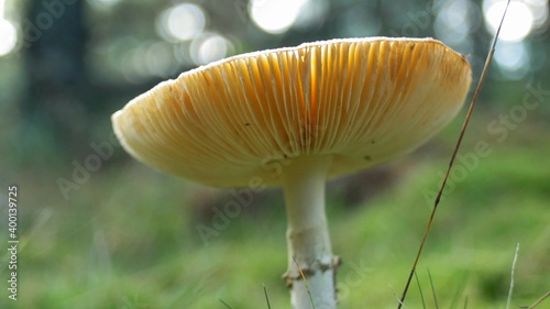 Red Fly Agaric Amanita Muscaria Poisonous Mushroom in Autumn Forest Close-Up