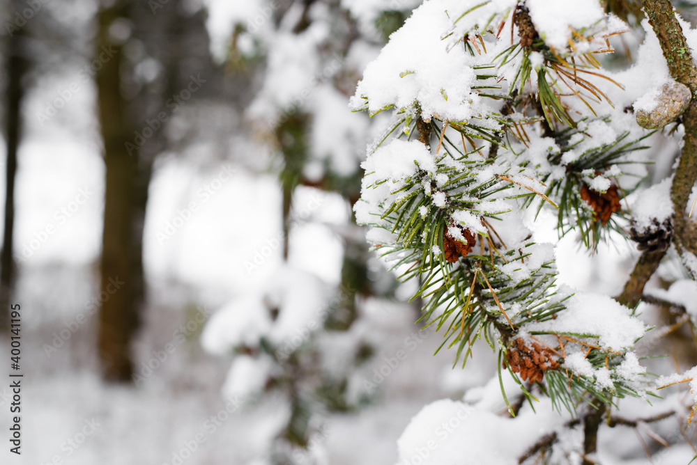 Pine branch covered with snow, close-up. Winter forest background, copy space.