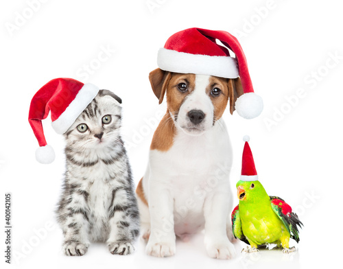 Group of pets wearing red christmas hats sit together. isolated on white background