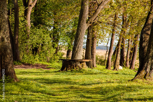 Fototapeta Naklejka Na Ścianę i Meble -  Widok stołu w lesie zrobionego z pnia drzewa. 