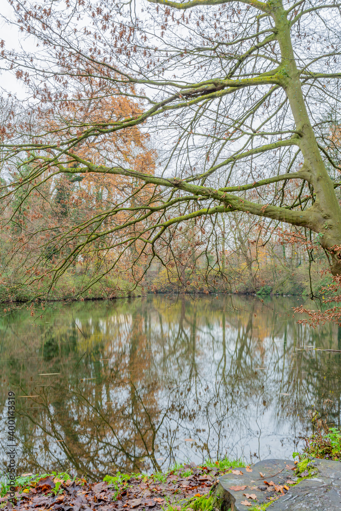 Partial view of a bare tree next to a lake surrounded by autumnal trees reflected on the water surface, cloudy and misty day in a nature reserve, South Limburg, the Netherlands Partial view of a bare tree next to a lake surrounded by autumnal trees reflected on the water surface, cloudy and misty day in a nature reserve, South Limburg, the Netherlands