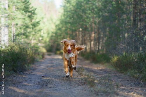 dog runs in forest. Nova Scotia Duck Tolling Retriever in nature among the trees. 
