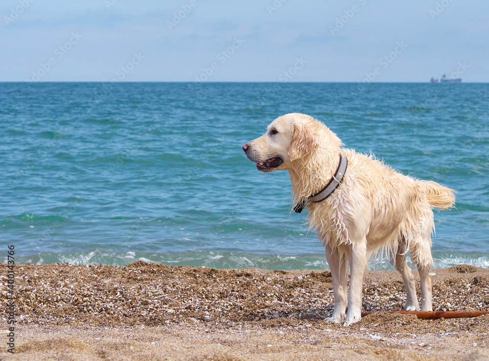 White golden labrador retriever dog on the beach White golden labrador retriever dog on the beach