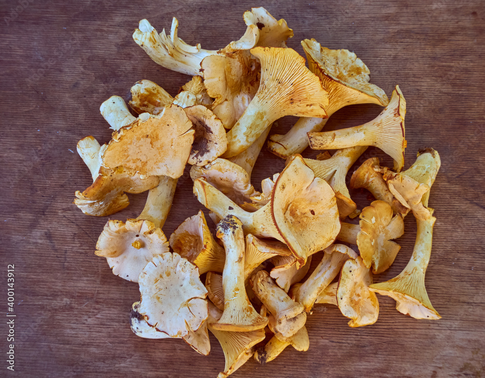 Fresh yellow chanterelle edible mushrooms. Fresh yellow chanterelle edible mushrooms.