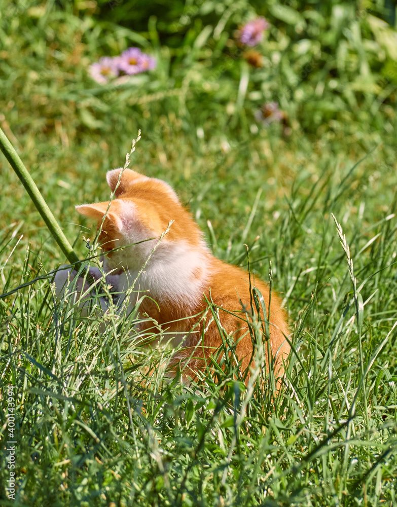 Kitten playing in the grass.