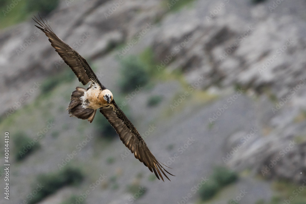 Obraz premium Lammergeier - Bartgeier - Gypaetus barbatus ssp. barbatus, Tajikistan, adult