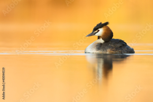 Great Crested Grebe - Haubentaucher - Podiceps cristatus ssp. cristatus, Germany (Baden-Württemberg), adult