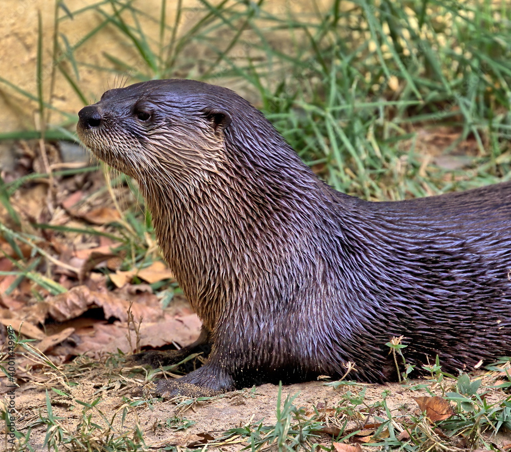 Head and shoulder shot of North American river otter. Lontra canadensis. Head and shoulder shot of North American river otter. Lontra canadensis.