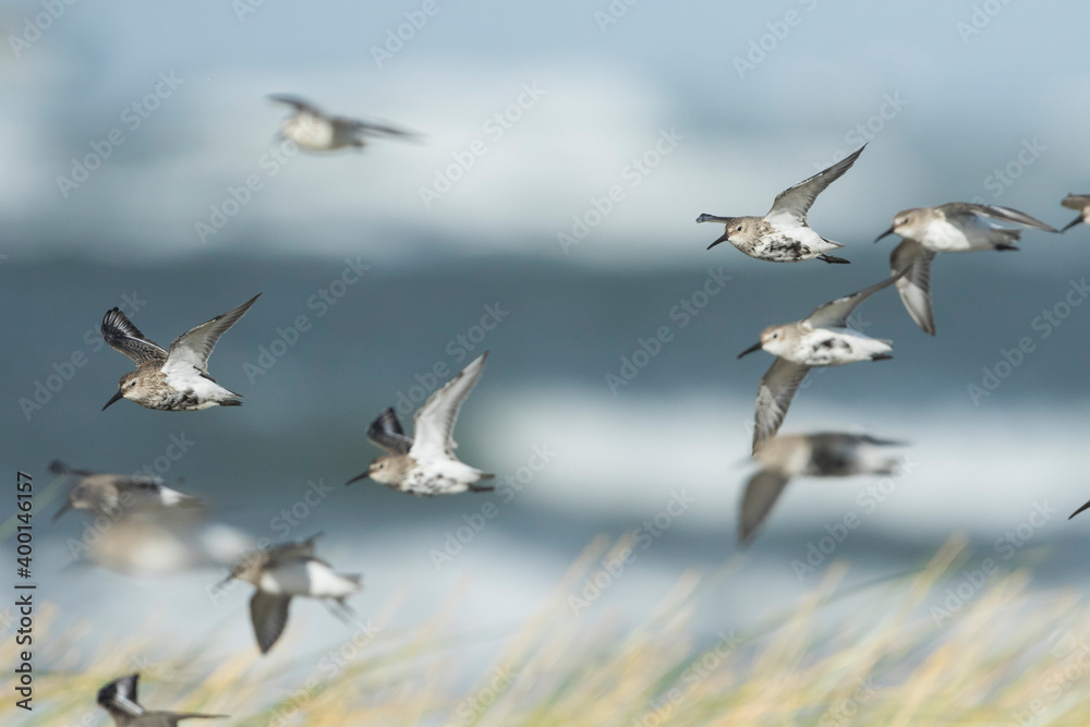 Fototapeta premium Dunlin - Alpenstrandläufer - Calidris alpina, Germany (Hamburg), adult, moulting into non-breeding plumage