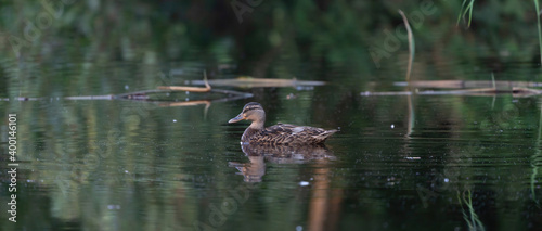 Female wild duck. Portrait at sunrise of a duck with reflection in green water. Long cover or social media © Dasya - Dasya