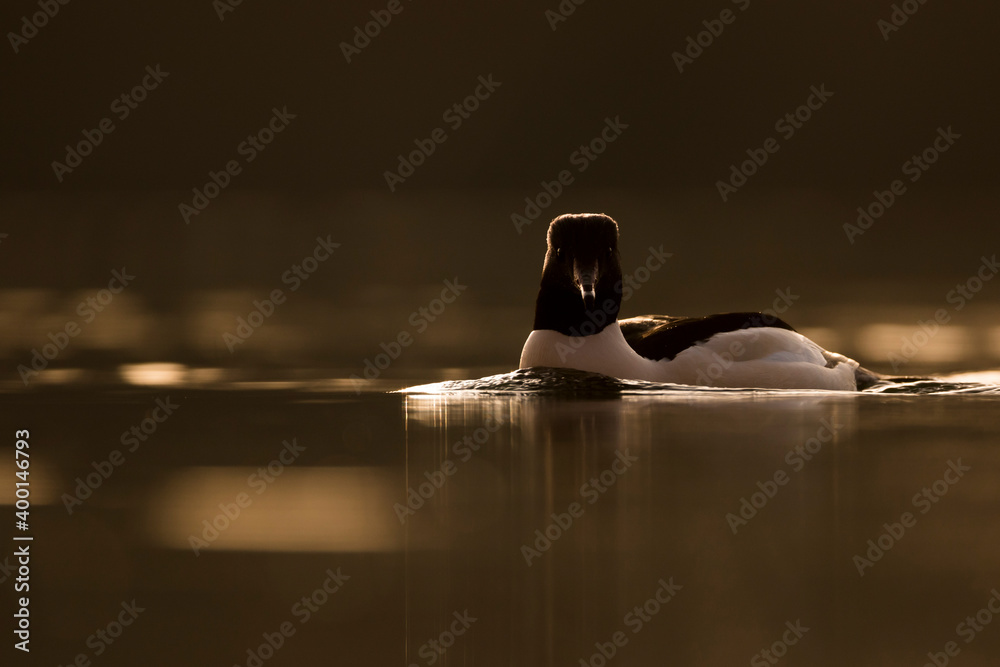 Goosander - Gänsesäger - Mergus merganser ssp. merganser, Germany (Baden-Württemberg), adult, male