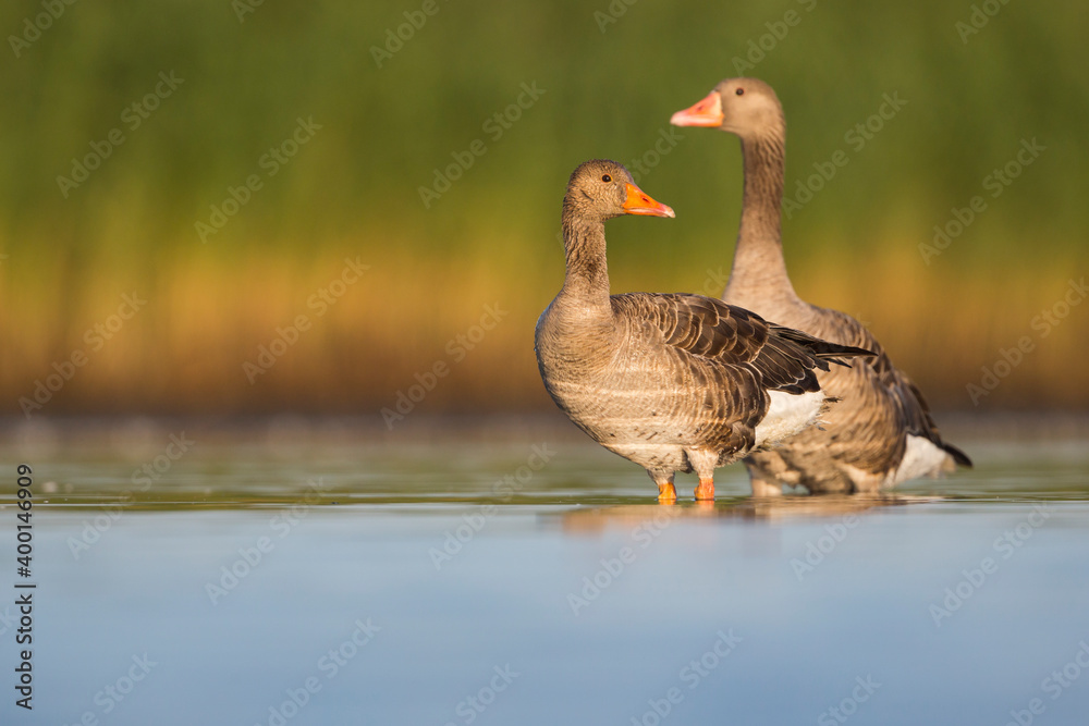 Fototapeta premium Greylag Goose - Graugans - Anser anser ssp. anser, Germany (Schleswig-Holstein), adult