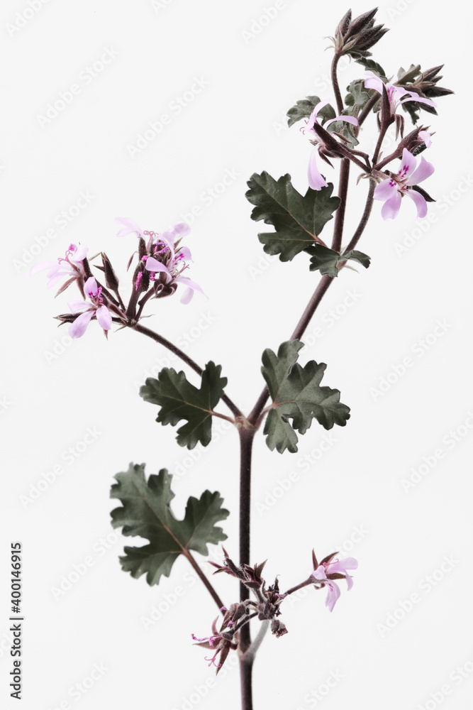 Fototapeta premium ゼラニウム Geranium