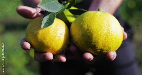 Frutto Bergamotto in provincia di Reggio Calabria, Italia photo