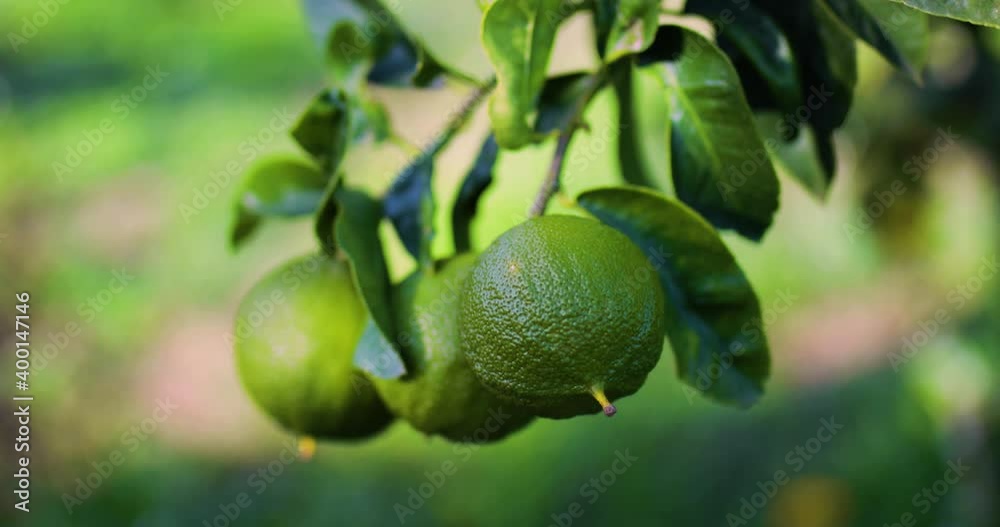 Bergamotto con albero in Calabria a Brancaleone