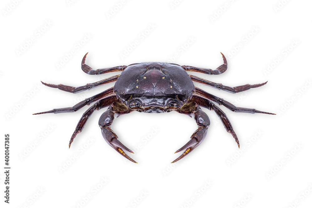 Ricefield crab (Freshwater crab) isolated on white background with clipping path.