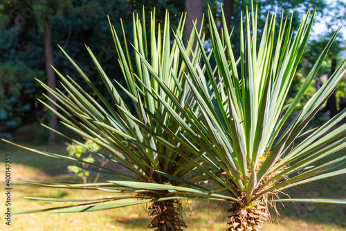 Yucca plants or Yucca gloriosa with long thin sword shaped leaves photo