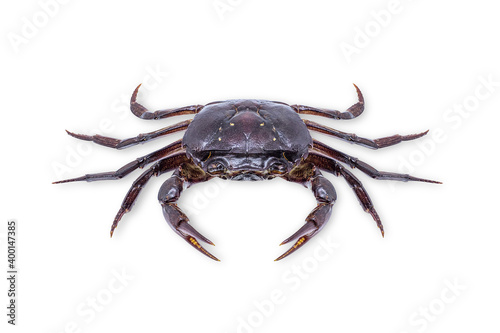 Ricefield crab  Freshwater crab  isolated on white background with clipping path.