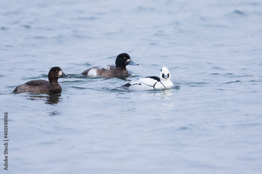 Naklejka premium Smew - Zwergsäger - Mergellus albellus, Germany, adult, male, with Greater Scaup, 2nd cy