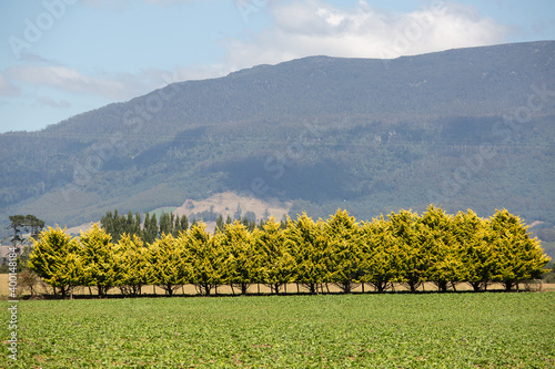 Trees planted in a hedgerow and a windbreak to protect pasture from wind and erosion on a farm photo