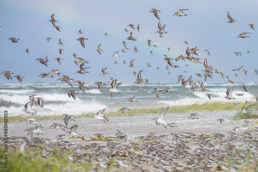 Common Ringed Plover - Sandregenpfeifer - Charadrius hiaticula, Germany (Hamburg), together with Dunlin, Sanderling and Red Knot