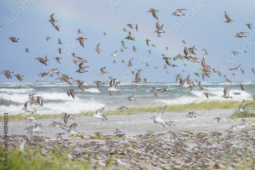 Obraz na płótnie Common Ringed Plover - Sandregenpfeifer - Charadrius hiaticula, Germany (Hamburg), together with Dunlin, Sanderling and Red Knot w salonie