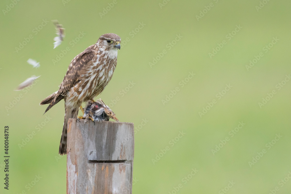 Merlin - Merlin - Falco columbarius ssp. aesalon, Russia (Baikal), adult, female Merlin - Merlin - Falco columbarius ssp. aesalon, Russia (Baikal), adult, female