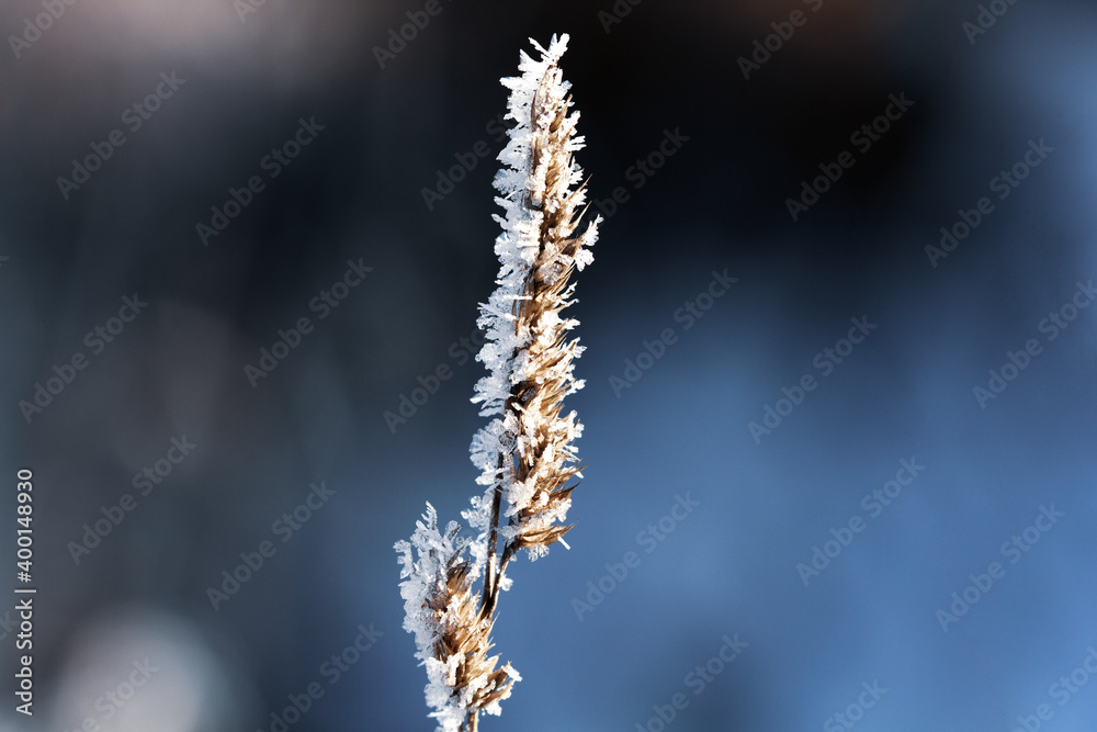 Nature winter background. Winter landscape. Shiny frost on the grass in the snow. Grass covered with frost and snow drifts close-up. Beautiful view of the winter nature. Frost macro photo.