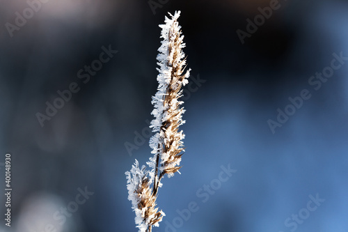 Nature winter background. Winter landscape. Shiny frost on the grass in the snow. Grass covered with frost and snow drifts close-up. Beautiful view of the winter nature. Frost macro photo.