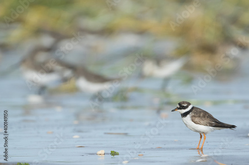 Common Ringed Plover - Sandregenpfeifer - Charadrius hiaticula, Germany (Hamburg), adult male photo