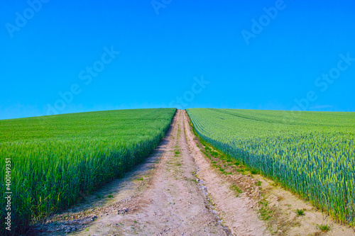 初夏の麦畑と農道のある風景