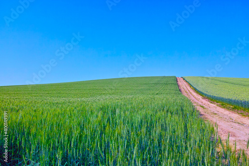 初夏の麦畑と農道のある風景